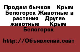 Продам бычков - Крым, Белогорск Животные и растения » Другие животные   . Крым,Белогорск